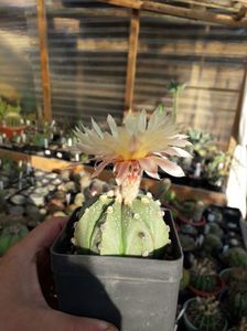 Astrophytum asterias