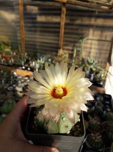 Astrophytum asterias