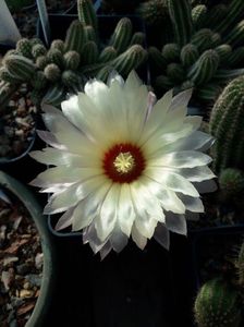 Astrophytum asterias