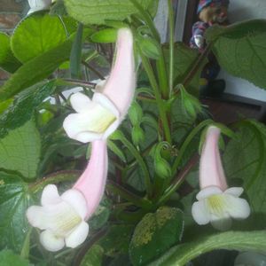 Sinningia MGs Vanilla Cream; O sinningie compacta, extrem de florifera, flori de dimensiune mare.

