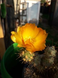 Cumulopuntia berteri
