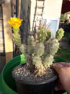 Cumulopuntia berteri