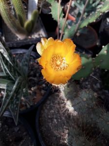 Cumulopuntia berteri