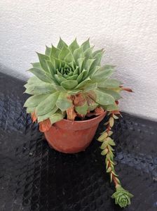 Sempervivum; 10 lei
