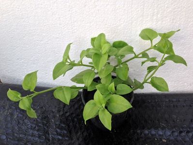 Aptenia mov; aptenia cordifolia - 5 lei
