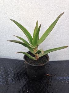 Aloe ciliaris; aloe ciliaris - 9 lei/buc.
x oferta la set2 buc - 15 lei
