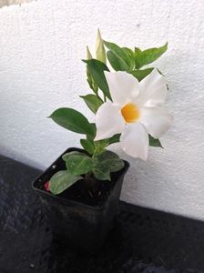 Dipladenia / vandut; dipladenia &amp;#039; white &amp;#039; - 18 lei
