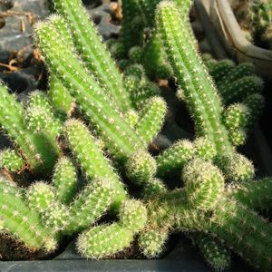 mini-cactus; mini-cactus soricel rosu - 5 lei
