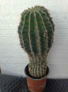 Cactus echinopsis; Cactus &quot;echinops white&#039; mare - 15 lei

