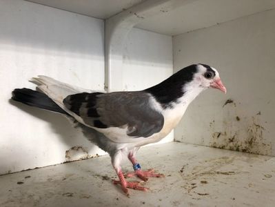 17418