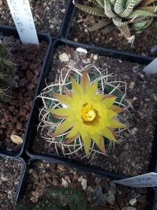 Coryphantha odorata