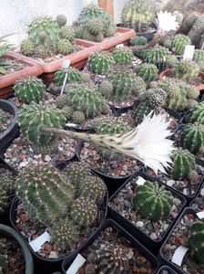 Echinopsis eyriesii