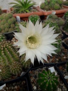 Echinopsis eyriesii