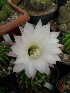 Echinopsis eyriesii
