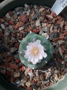 Lophophora williamsii