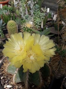 Eriocactus claviceps