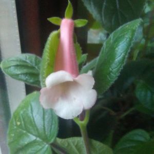 Sinningia MG's Adeline