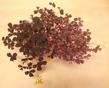 Oxalis vulcanicola Plum Crazy