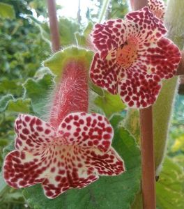 kohleria Bibi