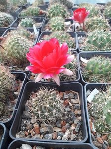 Lobivia sp