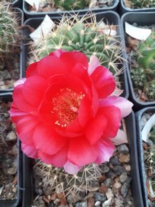 Lobivia sp.