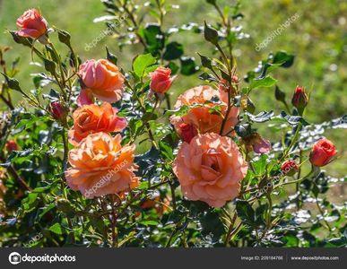 rose-lambada-bushes-large