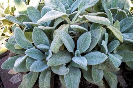 Stachys_byzantina_Silver_Carpet_1_nbrcg_wi