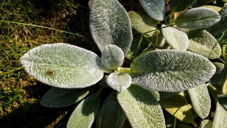 Stachys_byzantina_Silver_Carpet_2_nbrcg_wi