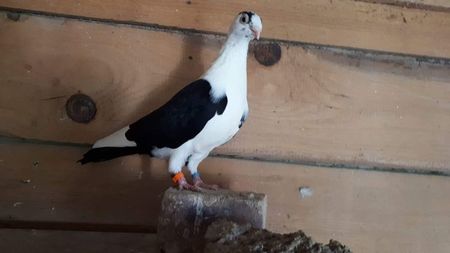 received_376051389741354