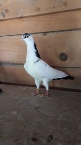 received_919495238424790