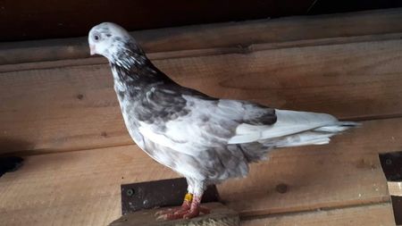 received_2480577415512018