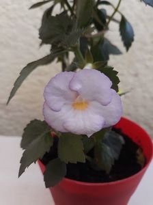 Porcelain Doll - seamana cu Raluca, floare mai mare