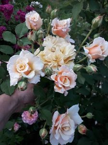20190612_184514(0)