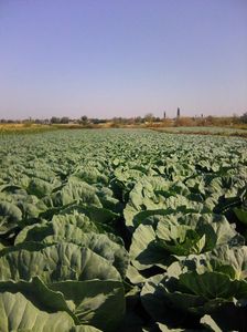 Photo0072; Varza soi bucharest
