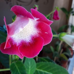 IMG-20190901-WA0003