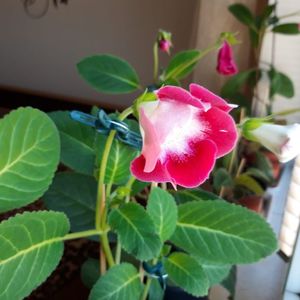 IMG-20190901-WA0000