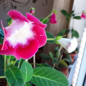IMG-20190901-WA0002