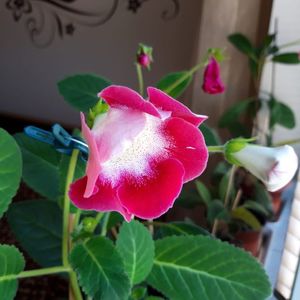 IMG-20190901-WA0001