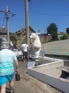 ursul pacalit de vulpe