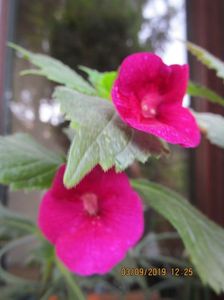 RF's Mexican Burgundy