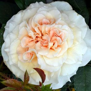 Miss Fine- SUPERB !!!!!