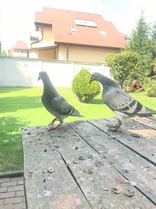 Unul din ei disponibil la alegere; Tatăl puilor frate bun cu locul 4 național as maraton !!
