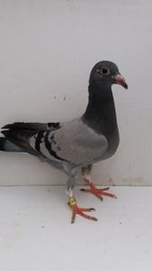 vandut