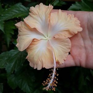 Cream Lady - 20 lei