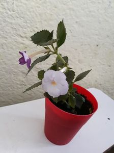 Flori diferite!