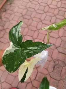 Syngonium Podophyllum Albo Variegata 200