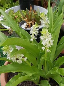 Eucomis