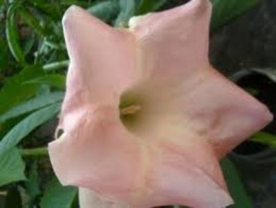 brugmansia esmeralda; marcu ioana
