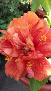 Hibiscus Mandarin