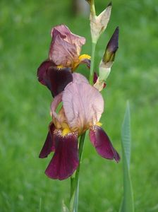 iris inalt nr 11 - 6 lei